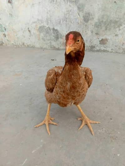 Aseel murgi kurak