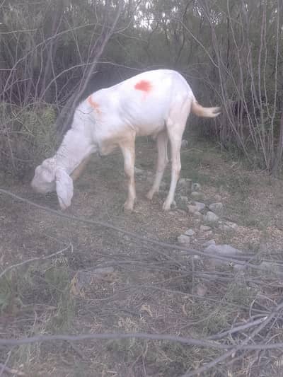 bakra for sale