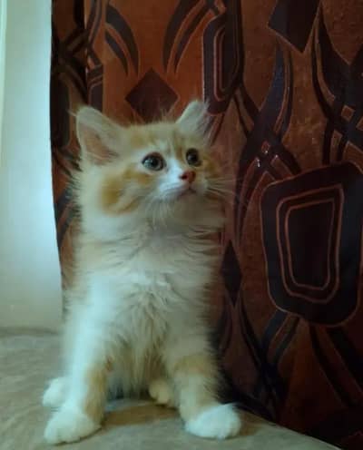2 months old kitten for sell