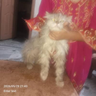 Persian Cat Gray color