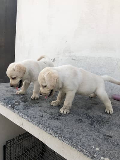 Labrador puppies pair
