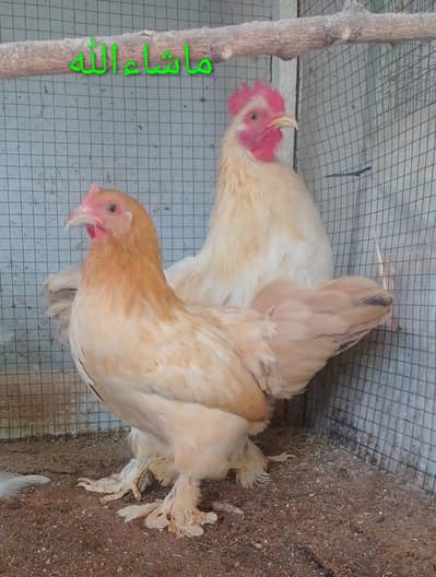 Bantam Pair