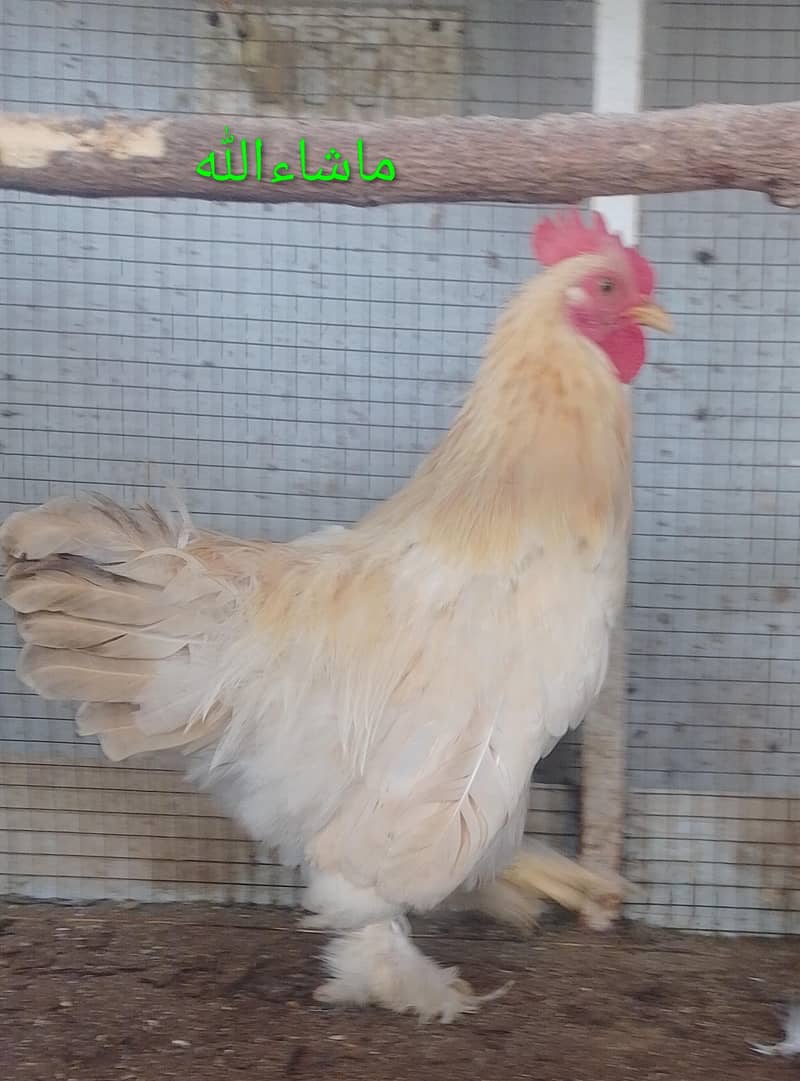 Bantam Pair 1