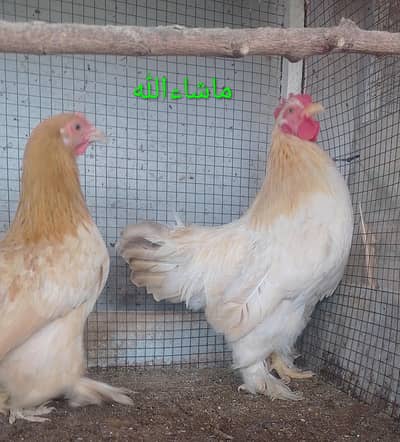 Bantam Pair