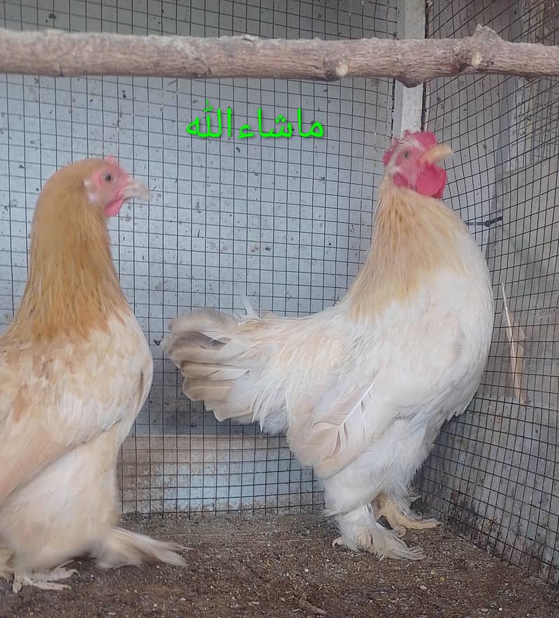 Bantam Pair 2