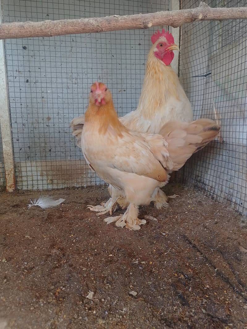 Bantam Pair 3