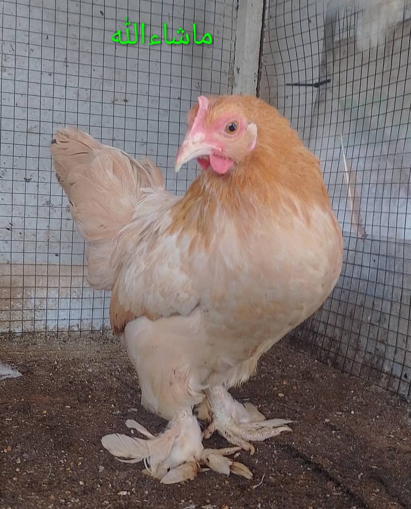 Bantam Pair 4