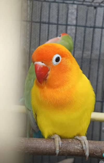 love birds
