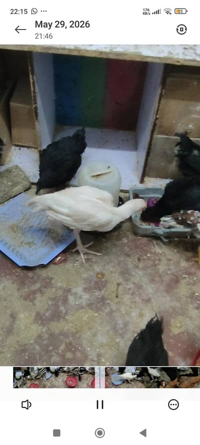 for sale  hens