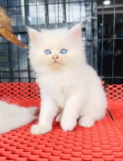 Persian cat for sale my WhatsApp number  03703659905