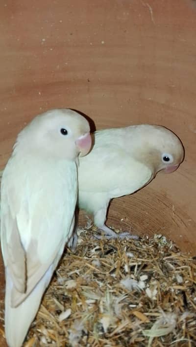 albino