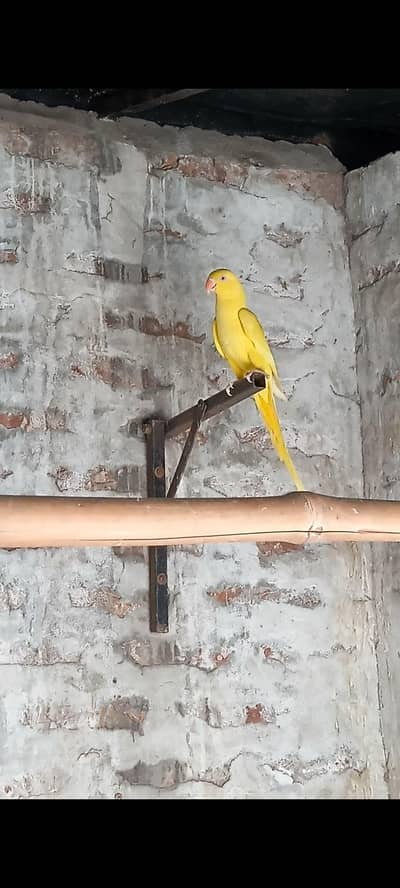 BREEDER FEMALE