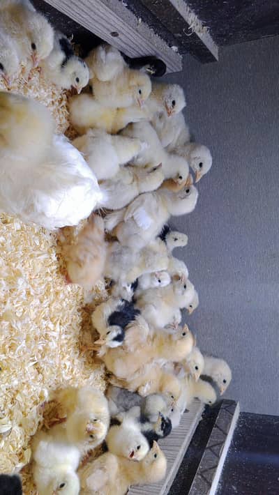 fancy chicks for sale WhatsApp 03224492628 time waster stay away