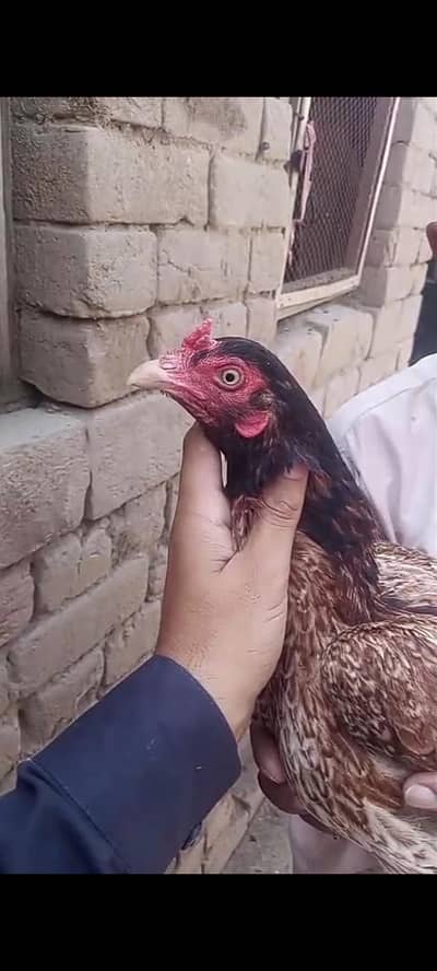 Aseel female breeder