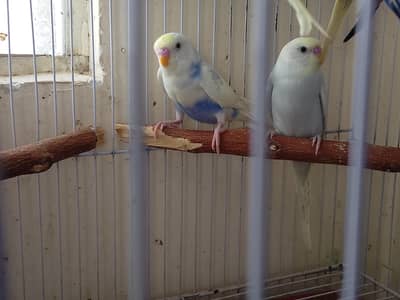 Hogoromo l Australian budgies