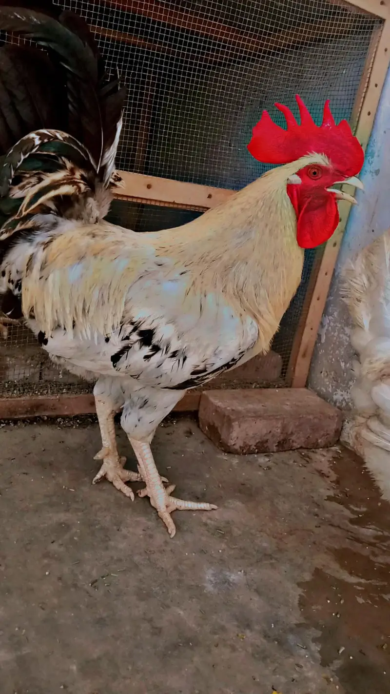 Golden and red Roosters — photo 2