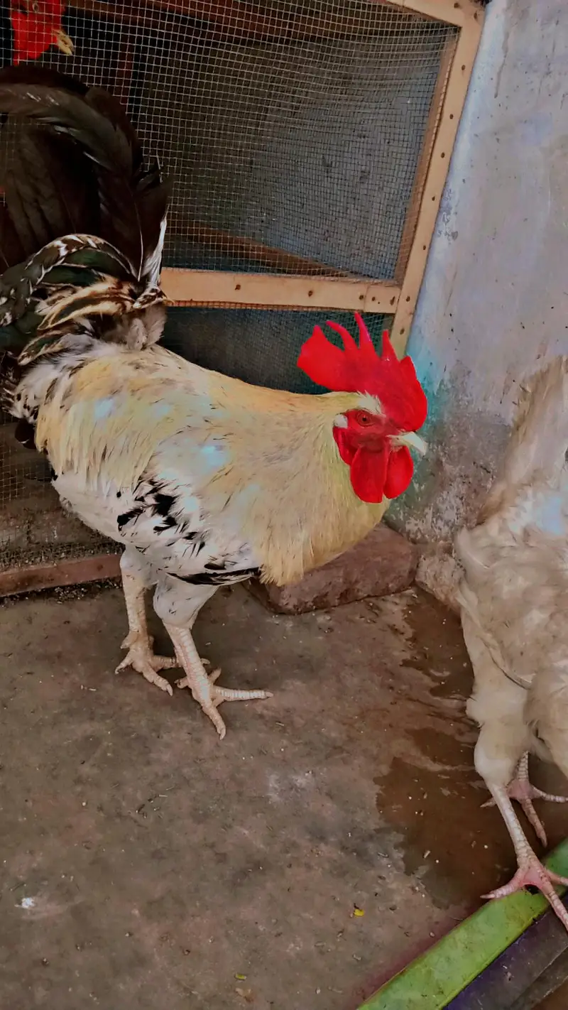 Golden and red Roosters — photo 3