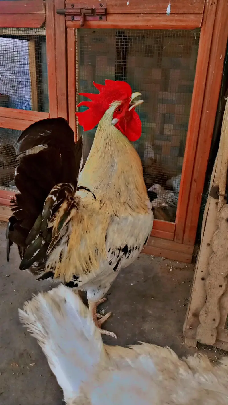 Golden and red Roosters — photo 4