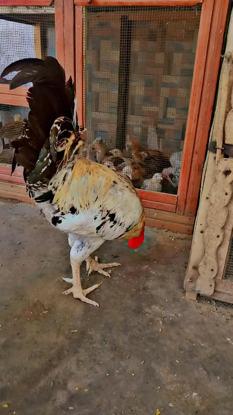 Golden and red Roosters — photo 5