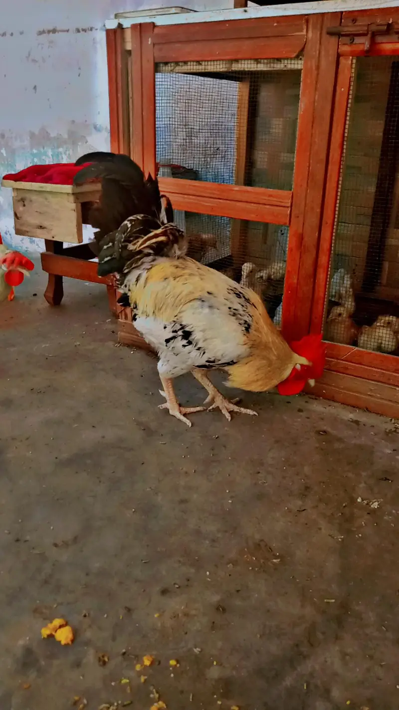 Golden and red Roosters — photo 6