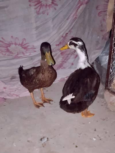 Duck pair