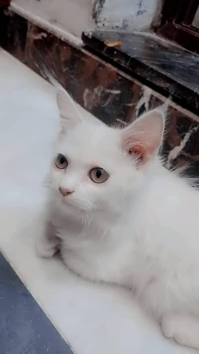 White Persian Style Kitten Available(Cat)