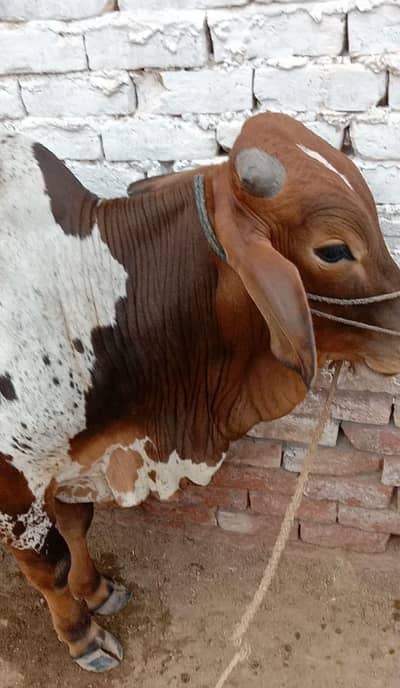 kheere bachre 2