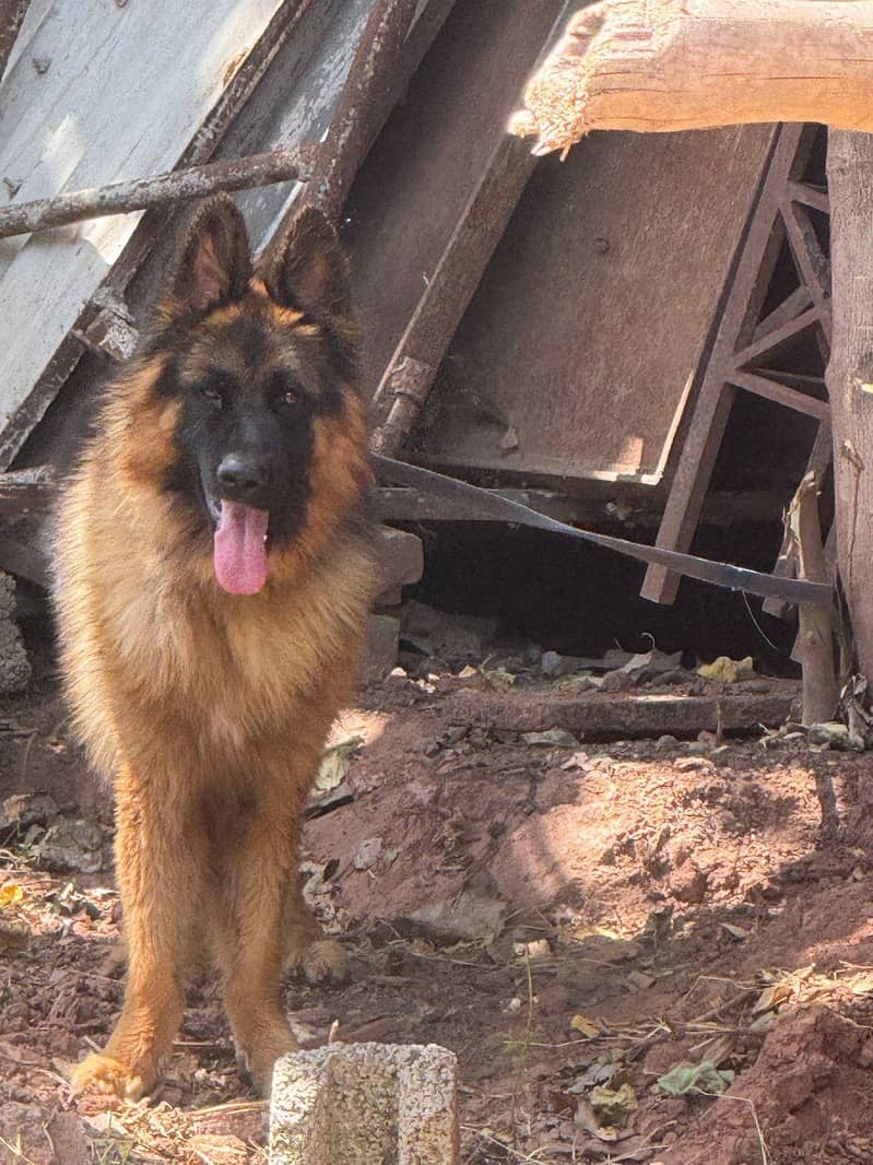 German shepherd 0