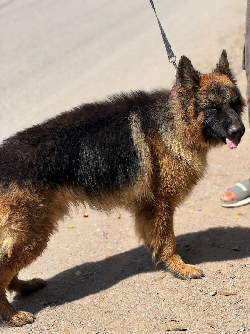 German shepherd 1