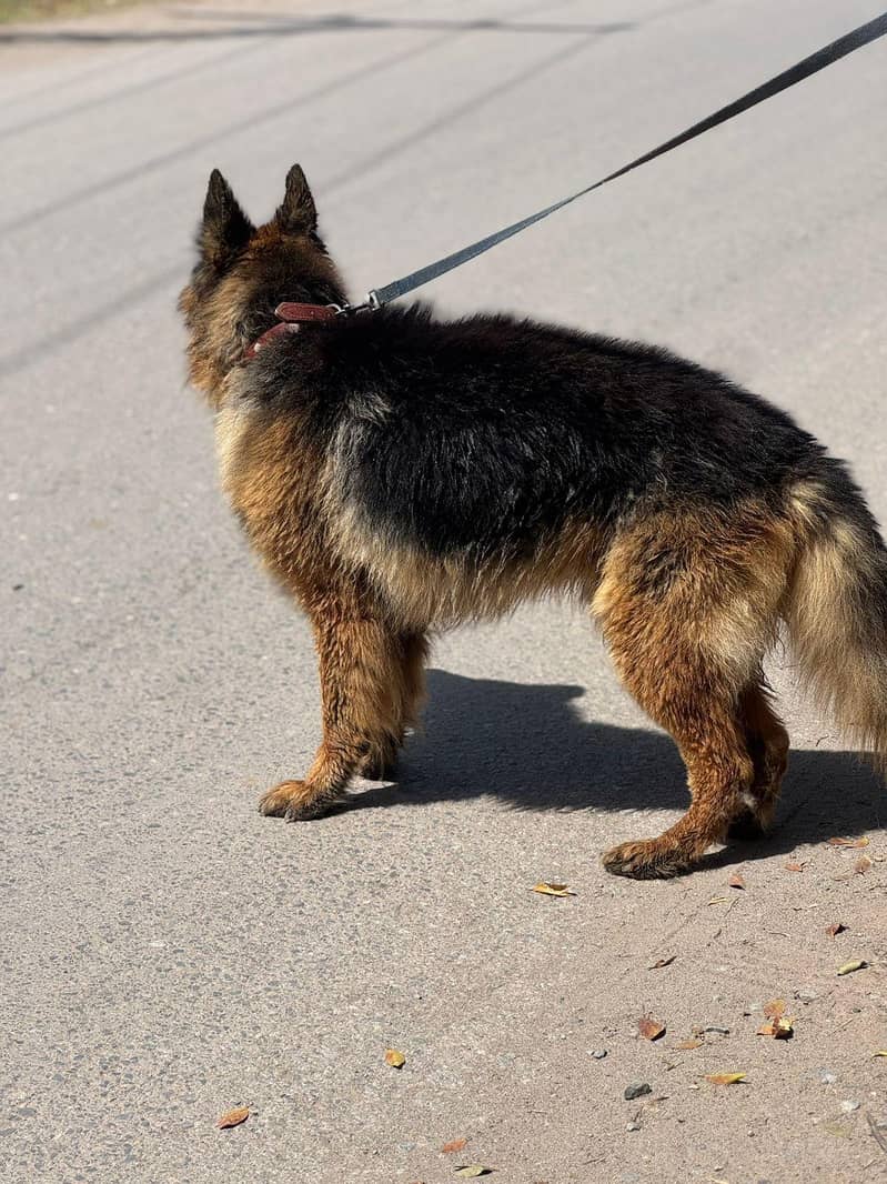 German shepherd 2