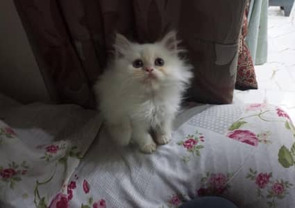 Persian kitten available for sale