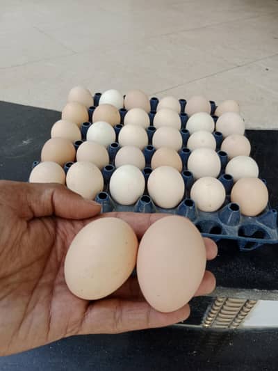 Desi Eggs | Desi Anda | Organic Egg | Farm Fresh Egg