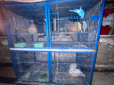 cage 2 potion  with 4 parrot and 2 chick's