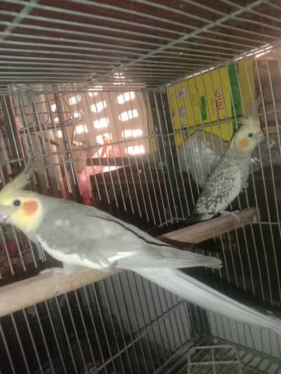 cocktail pair with 2 chick  for sale in  gray color