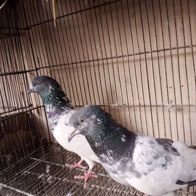 high flying pigeon