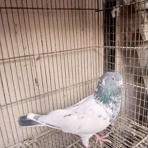 high flying pigeon — photo 2
