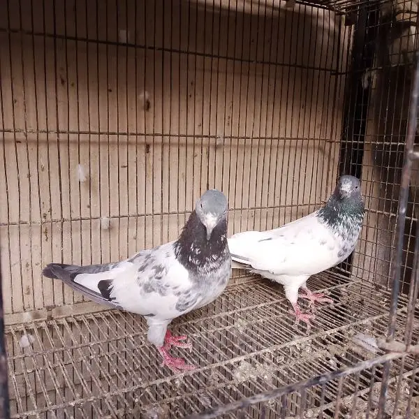 high flying pigeon — photo 3