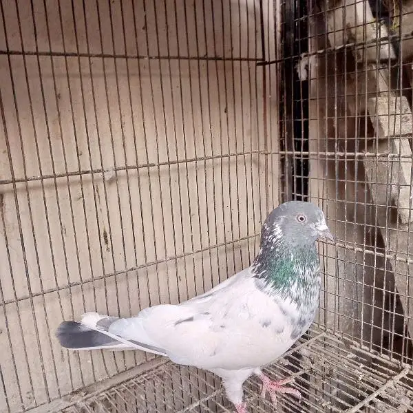 high flying pigeon — photo 4