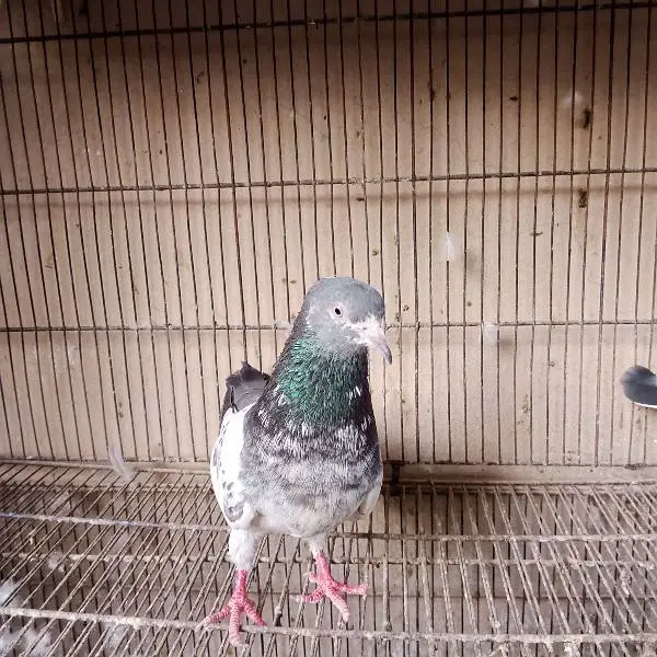 high flying pigeon — photo 5