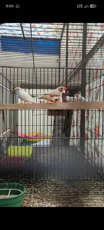 Finches Breeder pair For sale
