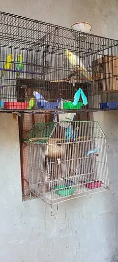 bird cage 3/1.5  .  .  .  .   only
