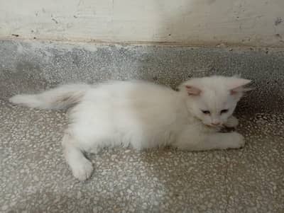 cute kitten