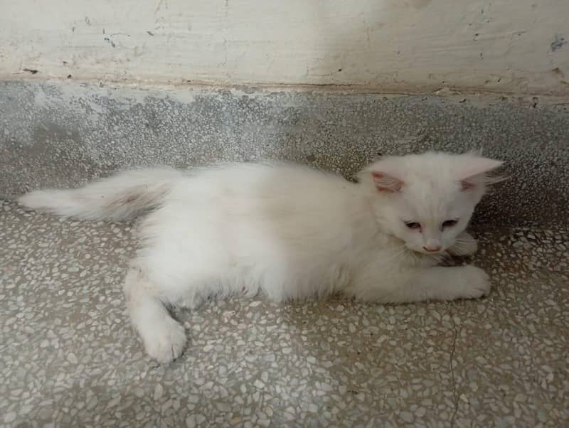 cute kitten 0