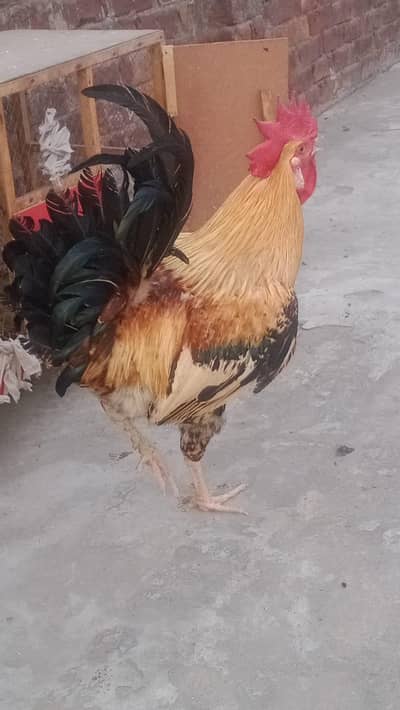 Golden misri