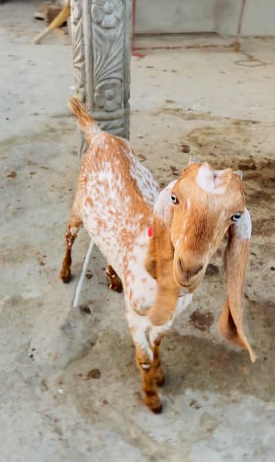 mackhi chani goat