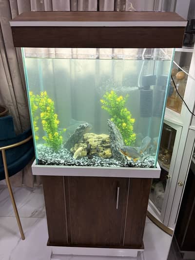 Fish aquarium