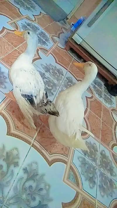2 Healthy Ducks for Sale
