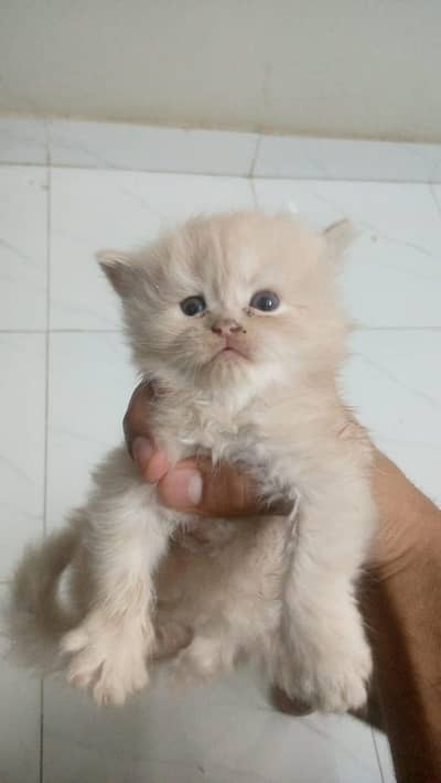persian kitten pure