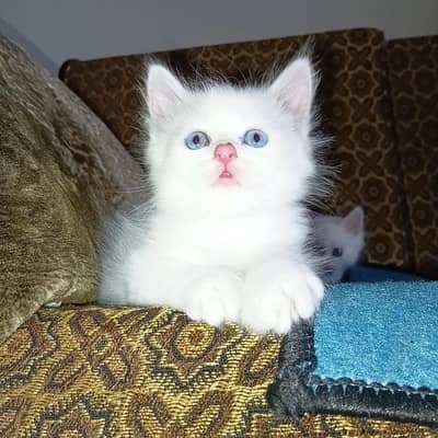 kitten