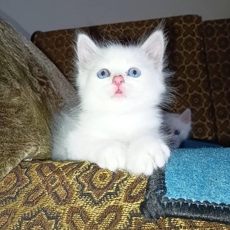kitten 0